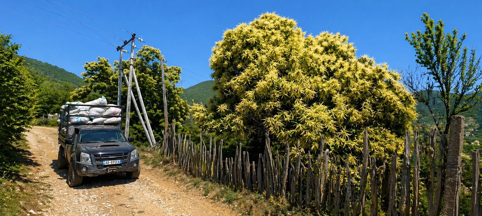 Châtaignier sauvage en fleurs et pick-up BMH chargé de sacs de récolte sur un chemin de la vallée d'Elbasan
