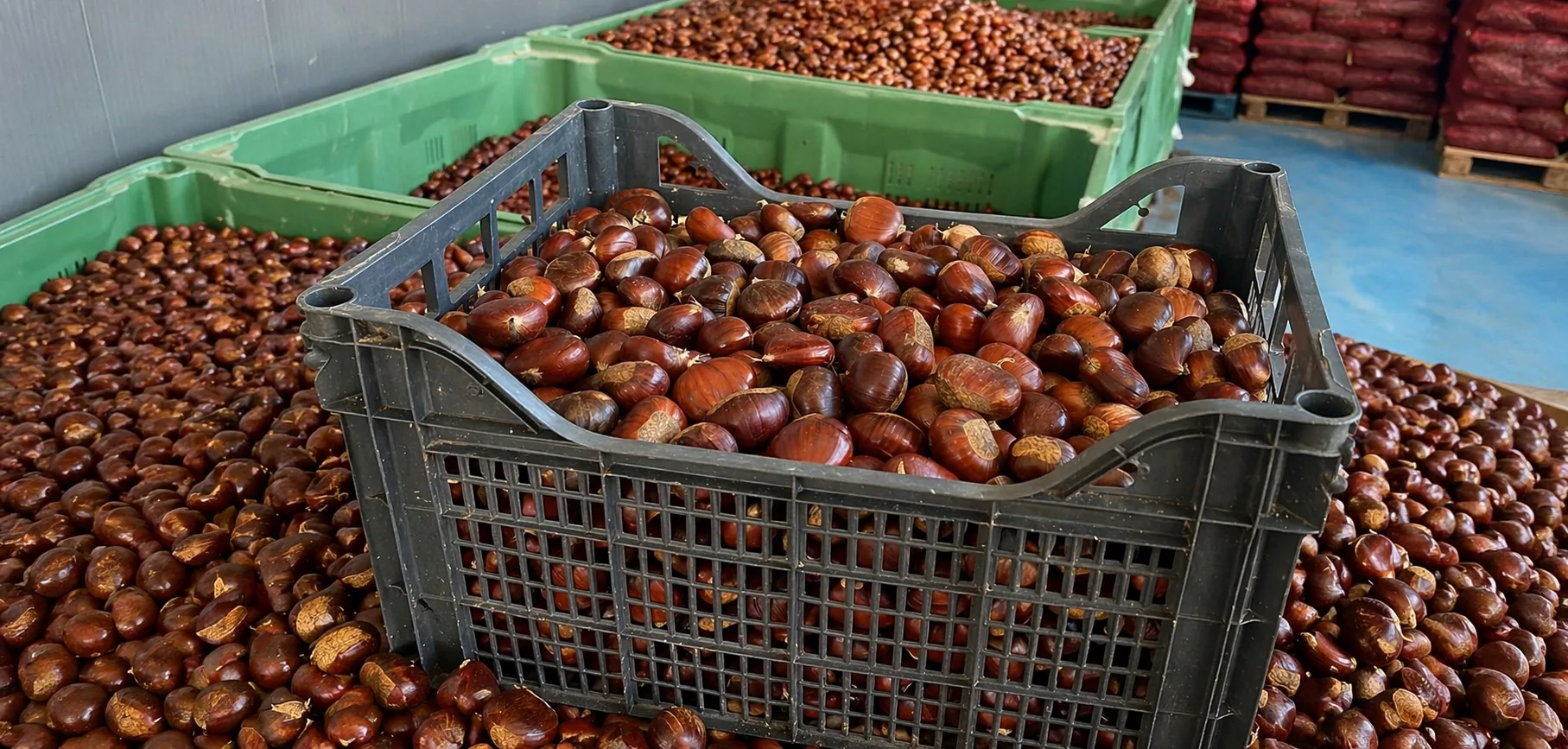 Caisses de châtaignes sauvages Castanea sativa triées à la main dans l'entrepôt BMH d'Elbasan